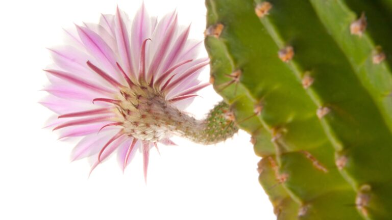 Secura na vagina? Saiba como tratar!